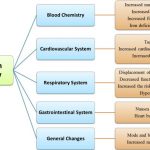 Physical and emotional changes in women during pregnancy