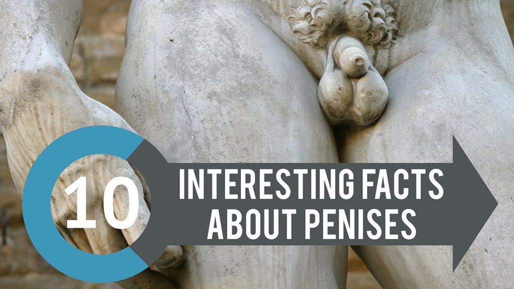 Interesting Facts about the Human Penis 10 interesting and exciting facts about penis