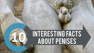 10 interesting and exciting facts about penis